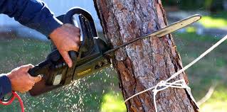 Best Tree Health Inspection  in Northgate, OH