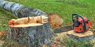 Best Stump Grinding and Removal  in Northgate, OH