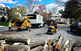 Professional Tree Care  in Northgate, OH