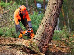  Northgate, OH Tree Services Pros