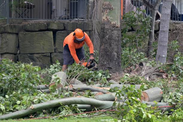 Best Tree and Shrub Care  in Northgate, OH